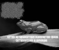 Chytrid Batrachochytrium Dendrobatidis Causing Chytridiomycosis in Amphibians